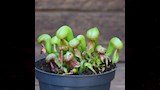 نبات Darlingtonia californica