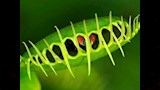 نبات الفخ الكاذب54