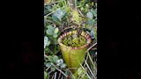 نبات Darlingtonia californica