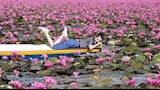 بحيرة اللوتس الأحمر