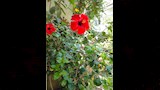 أشجار وزهور الفنان الراحل شاهدة على وداعه الأخير (1)