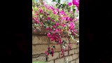 أشجار وزهور الفنان الراحل شاهدة على وداعه الأخير (3)