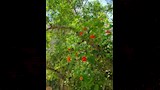 أشجار وزهور الفنان الراحل شاهدة على وداعه الأخير (5)