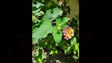 أشجار وزهور الفنان الراحل شاهدة على وداعه الأخير (7)