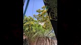 أشجار وزهور الفنان الراحل شاهدة على وداعه الأخير (6)