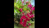 أشجار وزهور الفنان الراحل شاهدة على وداعه الأخير (9)