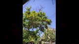 أشجار وزهور الفنان الراحل شاهدة على وداعه الأخير (12)