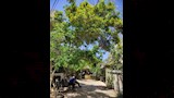 أشجار وزهور الفنان الراحل شاهدة على وداعه الأخير (16)