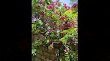 أشجار وزهور الفنان الراحل شاهدة على وداعه الأخير (15)