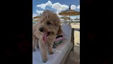 يارا السكري تجمع بين البحر والطبيعة مع كلبها وطبق فواكه صحي