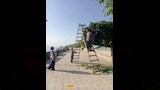  رئيس مدينة المنيا يتابع حملة تجميل كورنيش النيل والميادين (6)