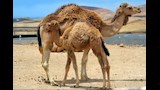 الجمل