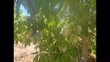 المزارع 
