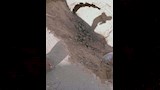 جريمة في المقابر (6)