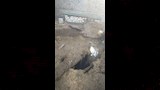 السيطرة على حريق بمخلفات زراعية أعلى أسطح 10 منازل (3)