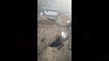 السيطرة على حريق بمخلفات زراعية أعلى أسطح 10 منازل (3)_3