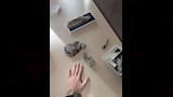  حفريات كانت محفوظة في متحف التاريخ الطبيعي