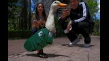 البطة ميرلين (2)
