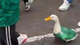 البطة ميرلين (3)
