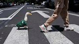 البطة ميرلين (5)