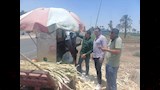 ضبط مواد تبيض عصير القصب بالفيوم 2