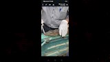 العثور على تمساح في المنوفية (12)