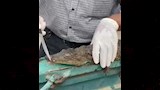 فتح فم التمساح