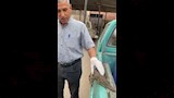 عملية نقل التمساح