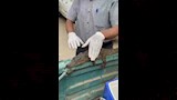 التمساح سيتم نقله لأقرب جنينة حيوانات