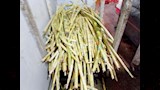 غسل القصب قبل عصره