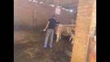 تحصين ربع مليون رأس ماشية ضد الأمراض الوبائية (4)