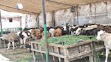 تحصين ربع مليون رأس ماشية ضد الأمراض الوبائية (6)