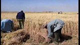  الفيوم تواصل حصد القمح.. توريد أكثر من 263 ألف طن حتى الآن  