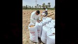 توريد أكثر من 263 ألف طن قمح حتى الآن بالفيوم