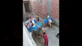 أطفال الفيوم يصطحبون الدواب للحصول على مياه الشرب_4