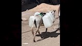 رحلة البحث عن جركن ماء بقرى الفيوم_10