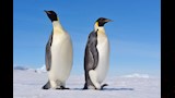 7 صور لأكثر الكائنات جاذبية وجمالا في العالم