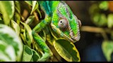 حرباء النمر