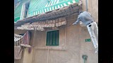إزالة عقارات آيلة للسقوط في الإسكندرية (4)