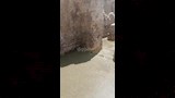إنقاذ رفات بناة الإسكندرية في مقبرة الشاطبي (6)