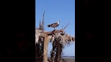 الطيور النادرة _4