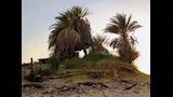 اشجار النخيل والزراعات تحيط بعين السرو_1_3