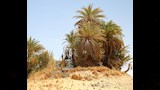 عين السرو في قلب الصحراء البيضاء_6_7