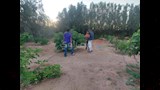 الحصاد