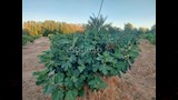 جودة الانتاج