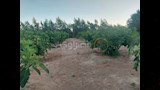 مزارع التين البرشومي