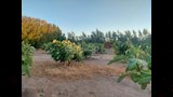 مزرعة التين بوادي الطور