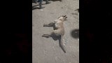 القضاء على أحد الكلاب بالقرية