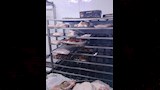 ضبط مواد غذائية فاسدة في الإسكندرية (2)