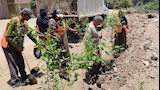 الجيزة تطلق مبادرة "ازرع شجرة" بأبو النمرس للتوسع في المساحات الخضراء